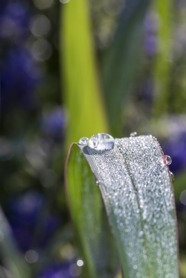 Morning Dew March 2020